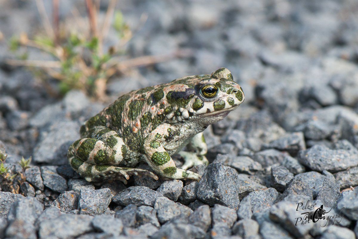 Wechselkröte (Bufotes viridis)