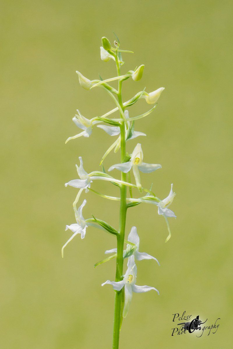 Zweiblättrige Waldhyazinthe (Platanthera bifolia)