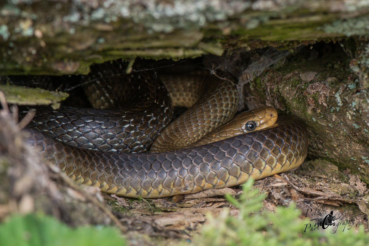 Äskulapnatter (Zamenis longissimus)