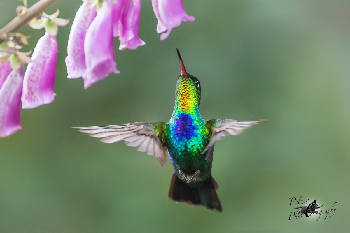Feuerkehlkolibri (Panterpe insignis)