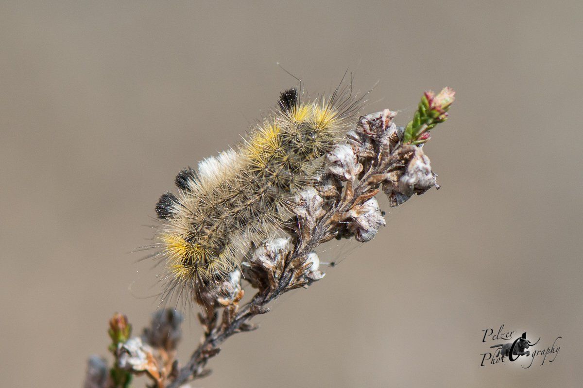 Ginster-Streckfuß (Calliteara fascelina)
