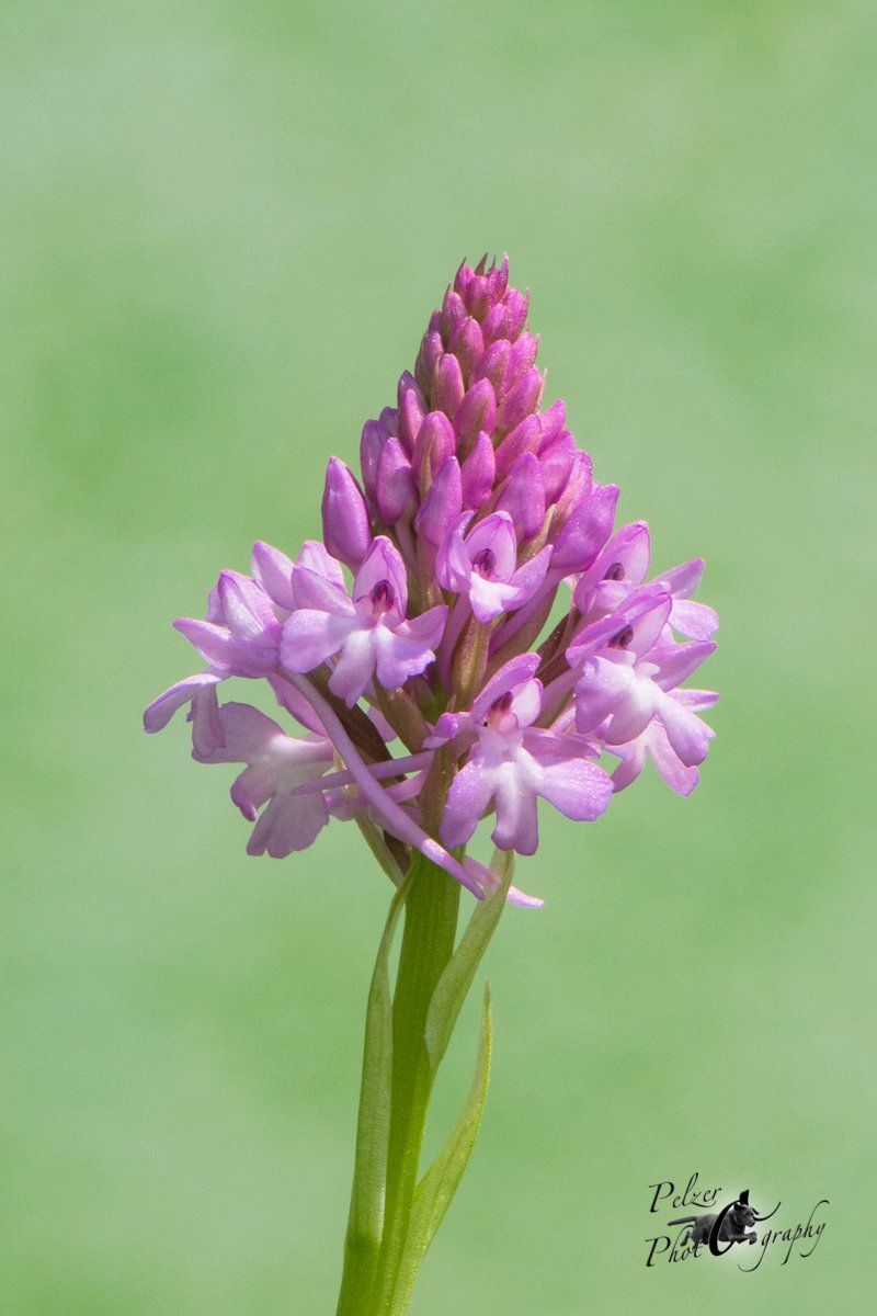 Helm-Knabenkraut (Orchis militaris)