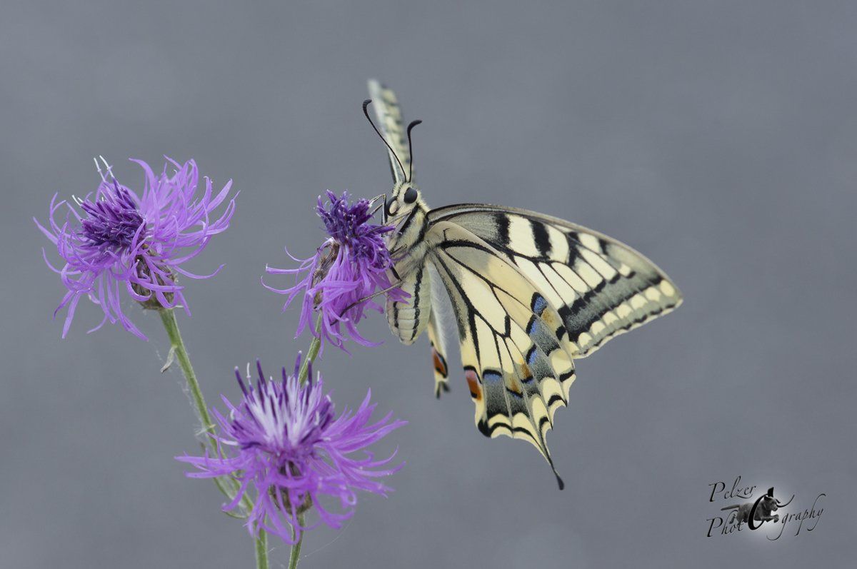 Schwalbenschwanz (Papilio machaon)