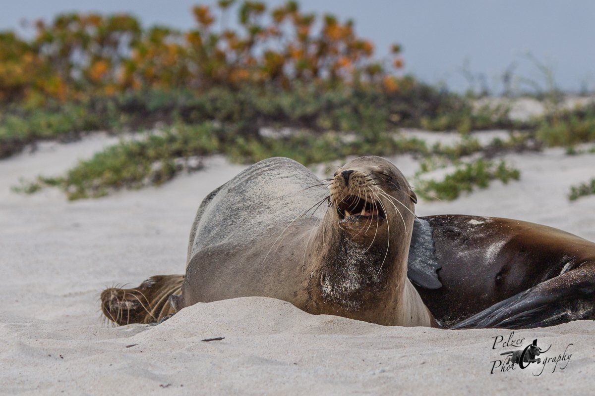 Galápagos-Seelöwen (Zalophus wollebaeki)