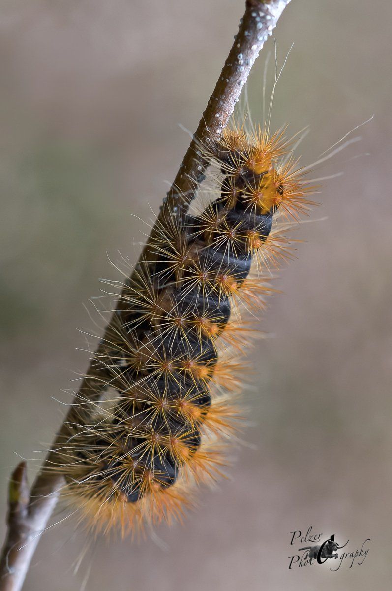 Goldhaar-Rindeneule (Acronicta auricoma)