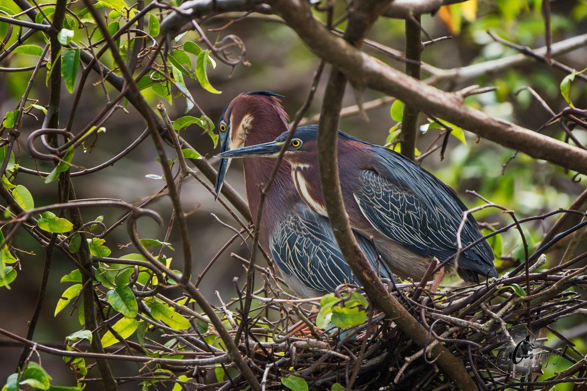 Grünreiher (Butorides virescens)