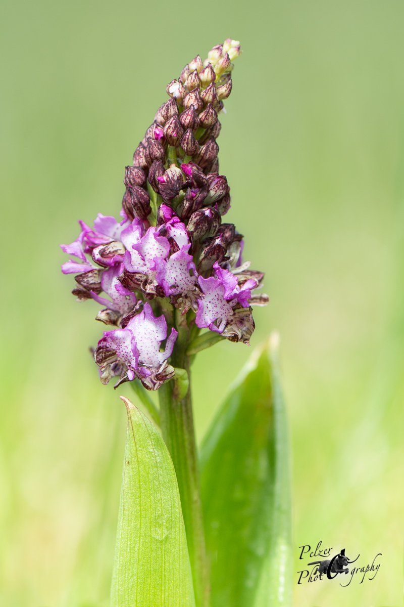Purpur-Knabenkraut (Orchis purpurea)
