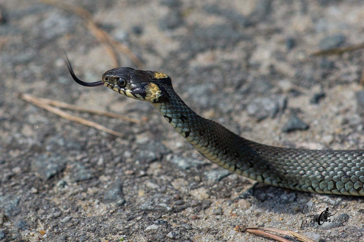 Ringelnatter (Natrix natrix)