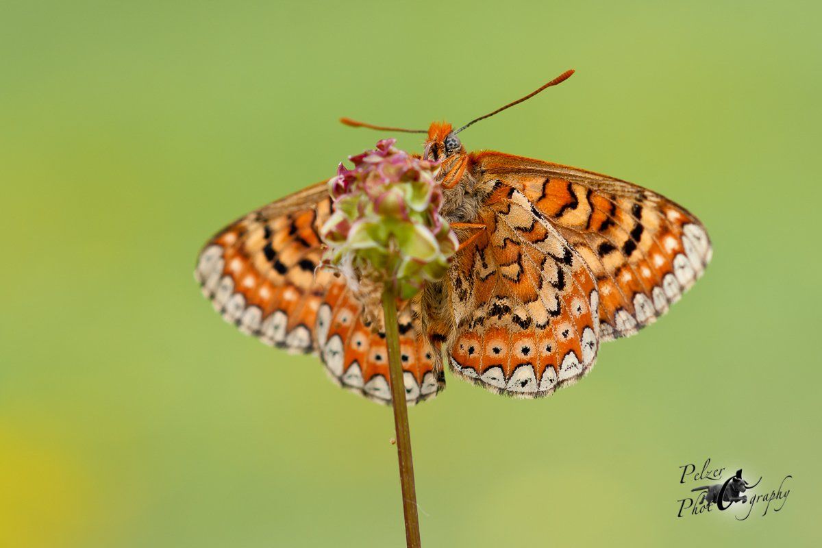 Spanischer Scheckenfalter (Euphydryas desfontainii)