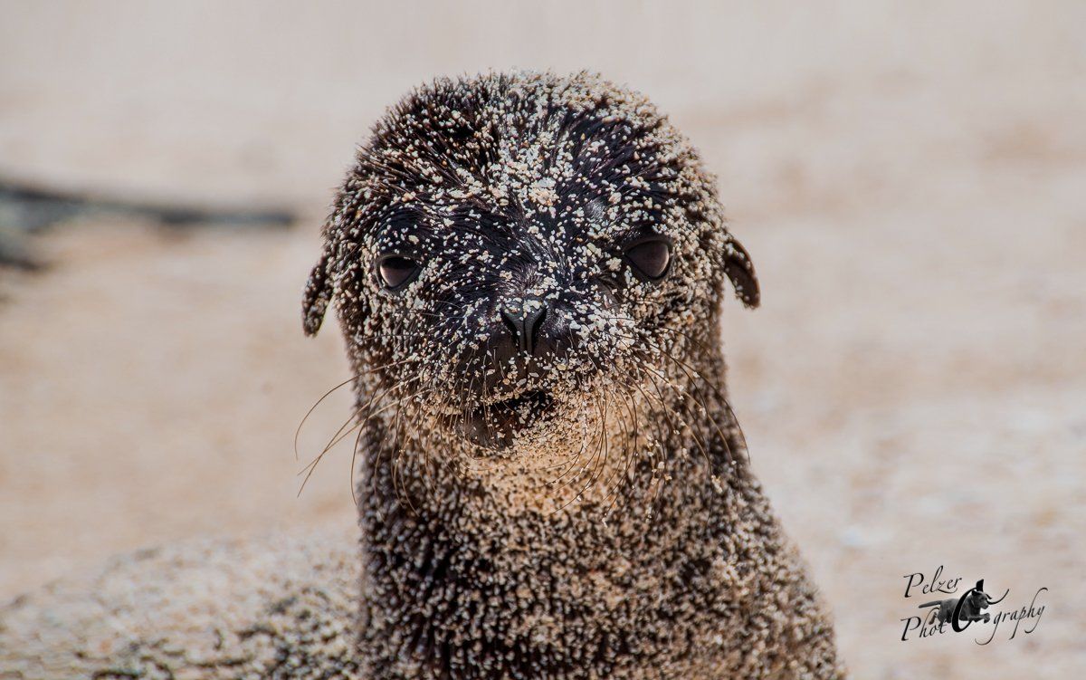 Galápagos-Seelöwen (Zalophus wollebaeki)