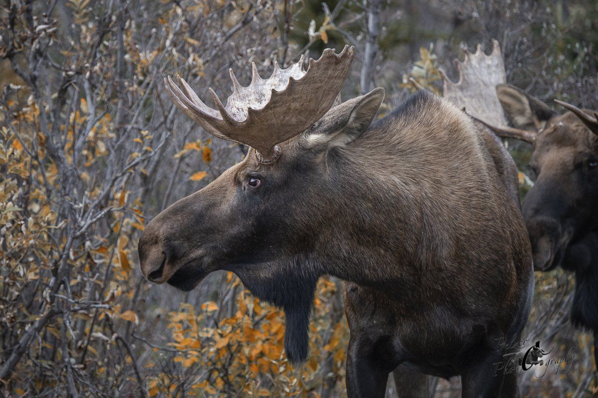 Alaska-Elch (Alces alces gigas)