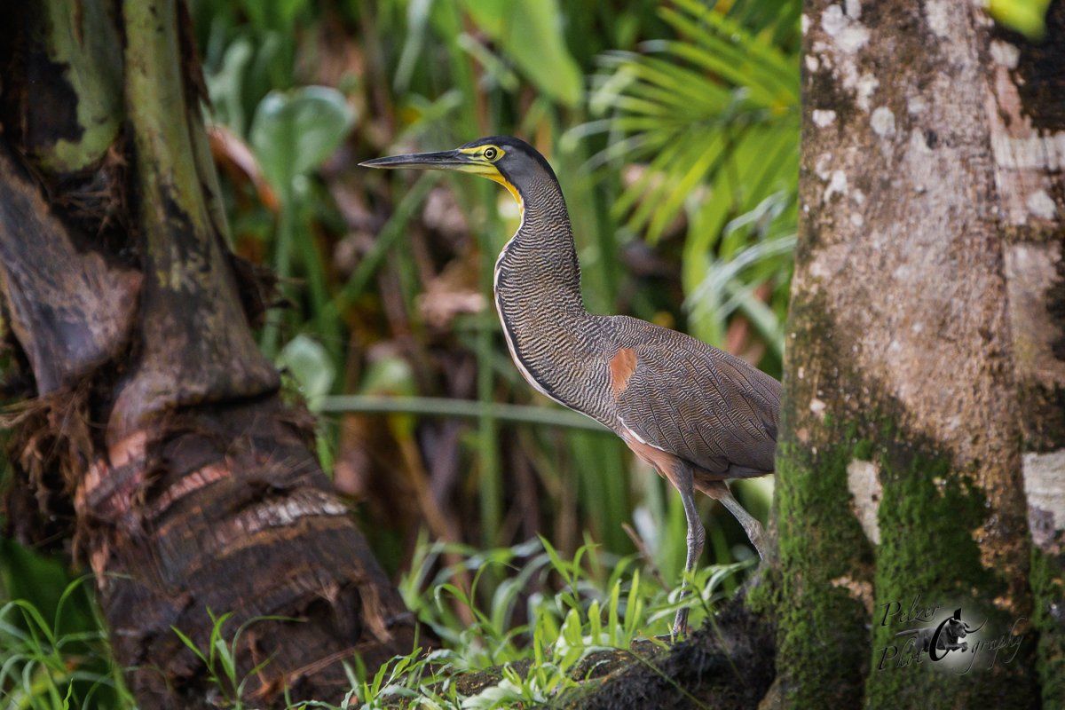 Nacktkehlreiher (Tigrisoma mexicanum)