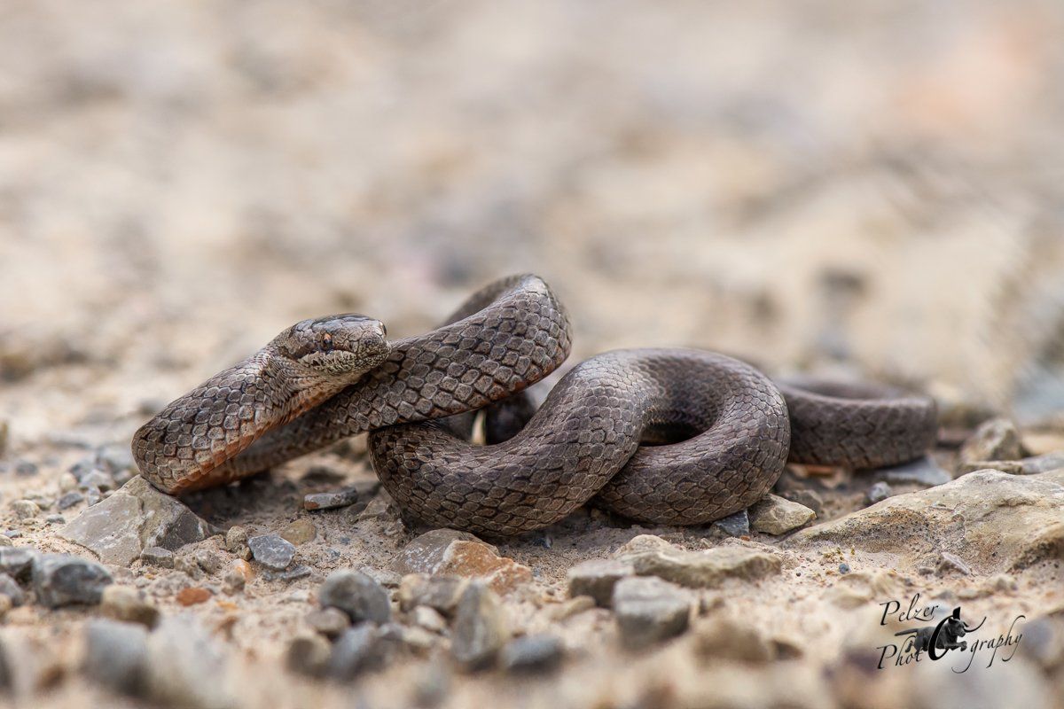 Schlingnatter (Coronella austriaca)
