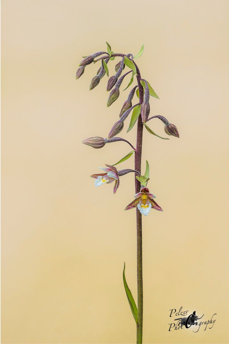 Sumpf-Stendelwurz (Epipactis palustris)