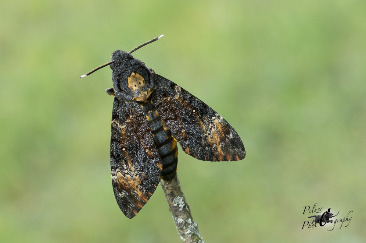 Totenkopfschwärmer (Acherontia atropos)