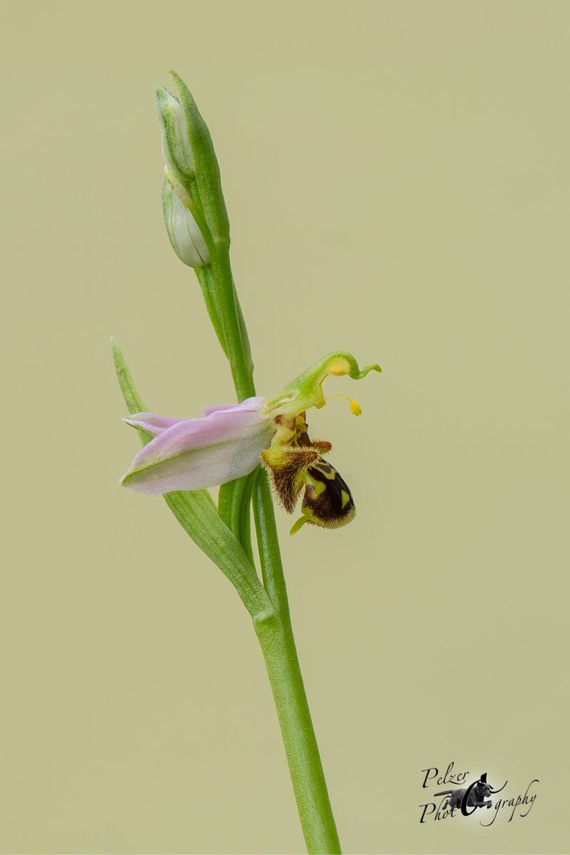 Bienen-Ragwurz (Ophrys apifera)