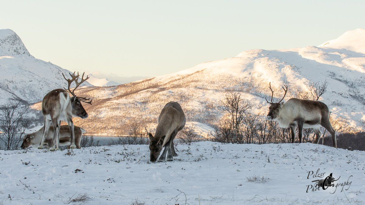 Eurasisches Tundraren (Rangifer t. tarandus)
