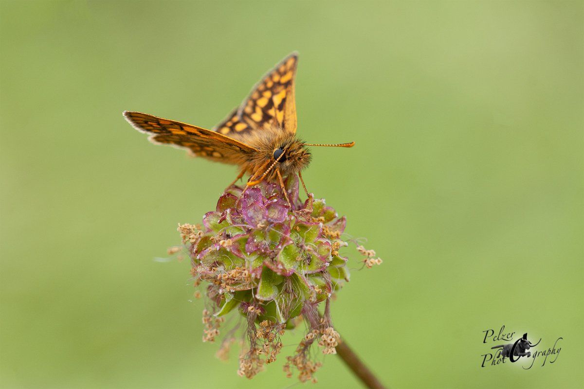 Gelbwürfeliger Dickkopffalter (Carterocephalus palaemon)