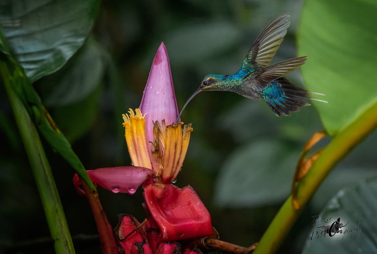 Grüner Schattenkolibri (Phaethornis guy)