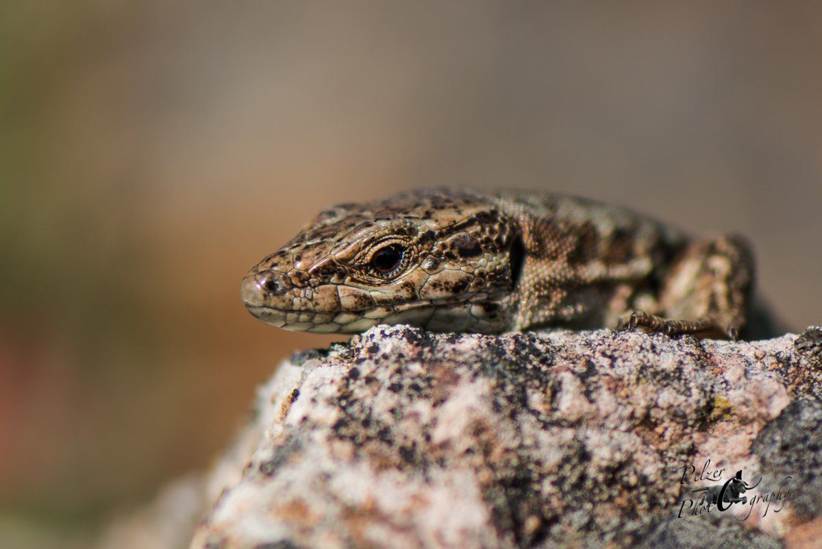 Mauereidechse (Podarcis muralis)