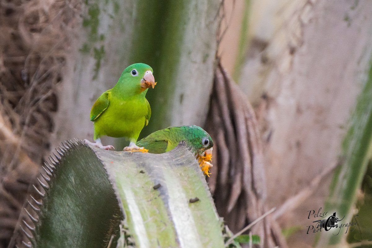 Tovisittich (Brotogeris jugularis)