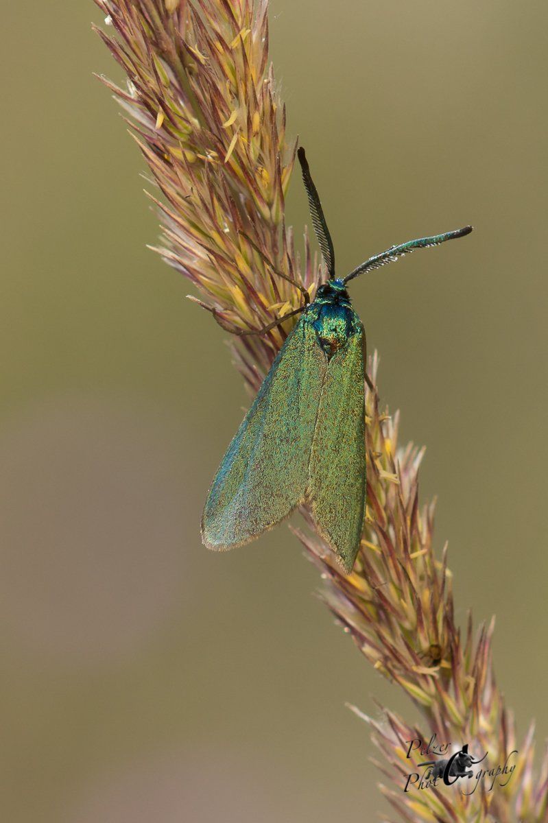 Ampfer-Grünwidderchen (Adscita statices)