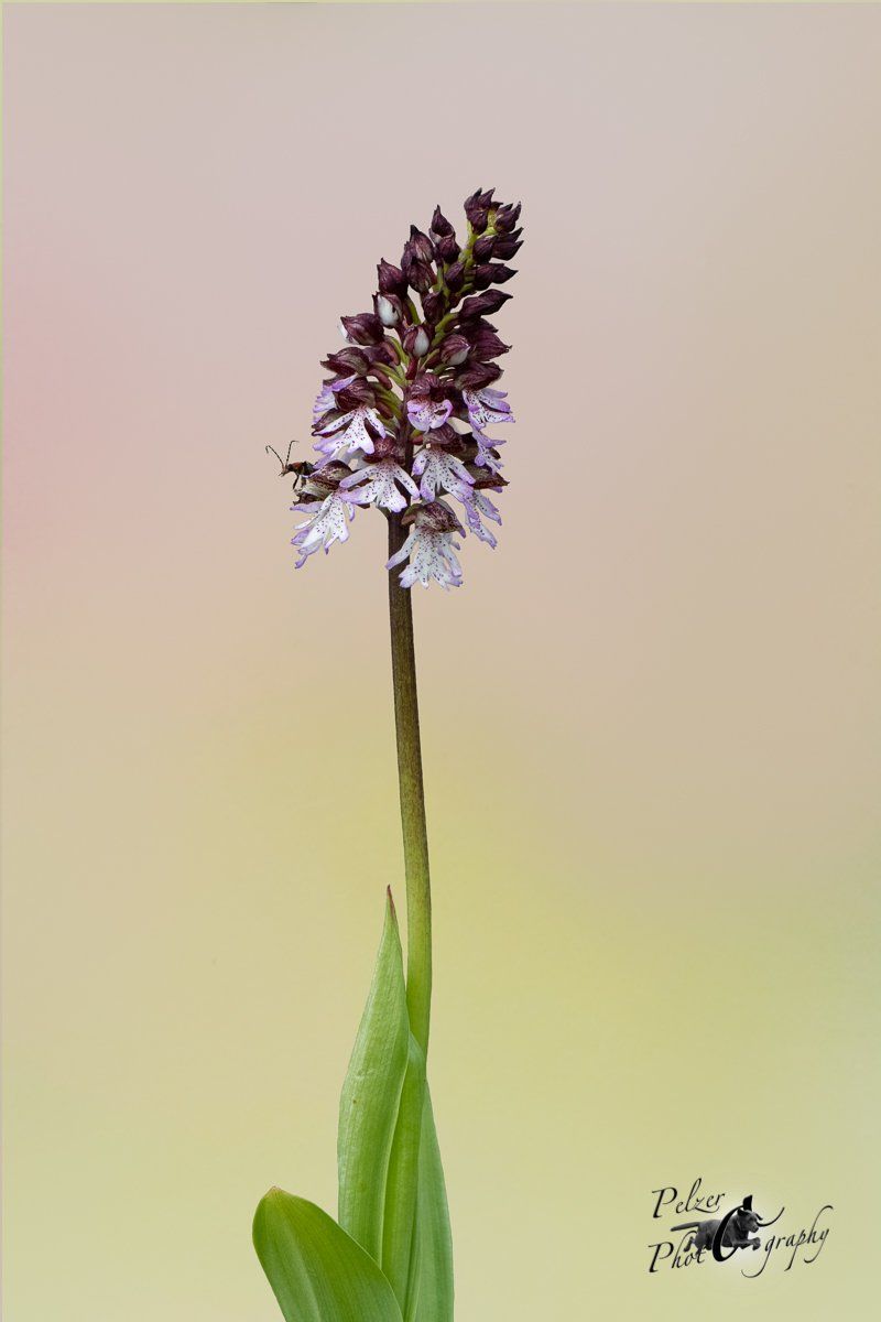 Brand-Knabenkraut (Orchis ustulata)