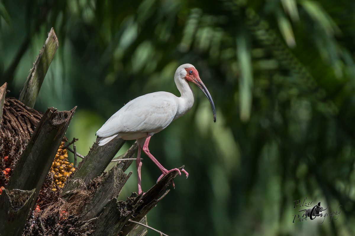 Schneesichler (Eudocimus albus)