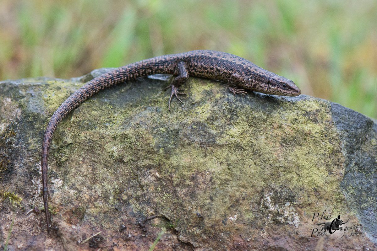 Waldeidechse (Zootoca vivipara)