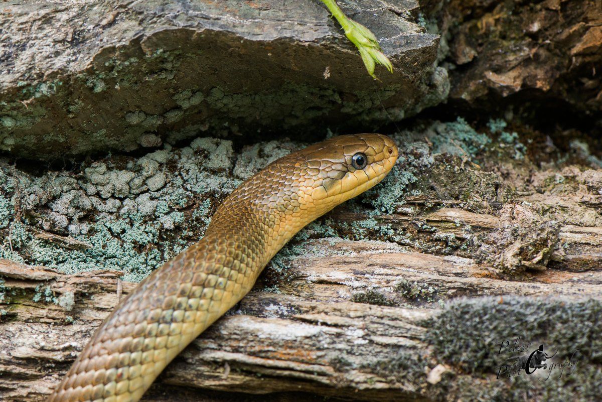 Äskulapnatter (Zamenis longissimus)