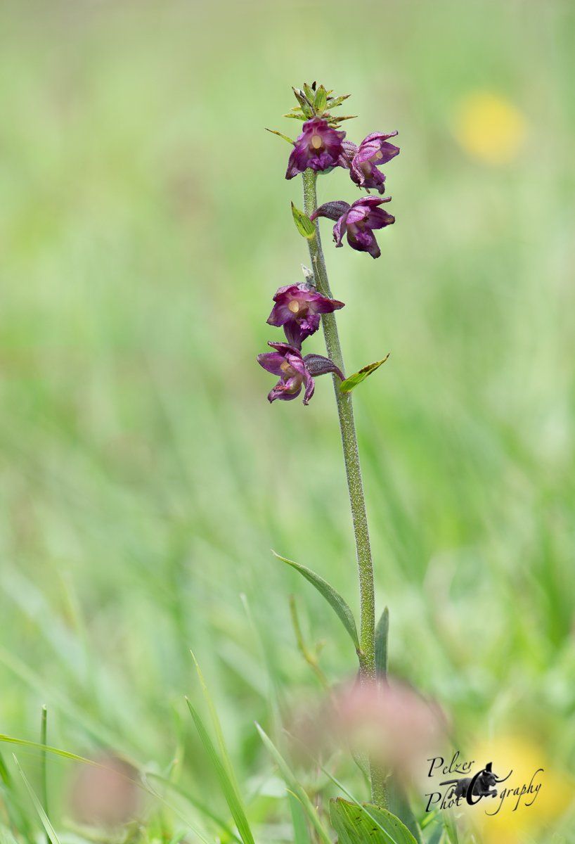 Braunrote Stendelwurz (Epipactis atrorubens)