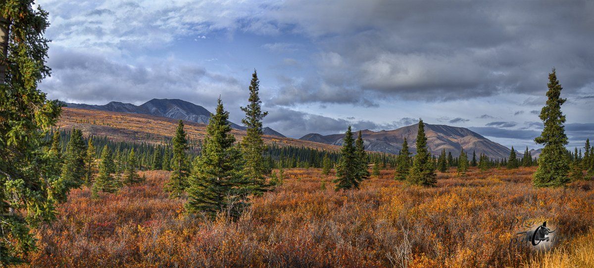 Denali National Park - 15 Miles Drive