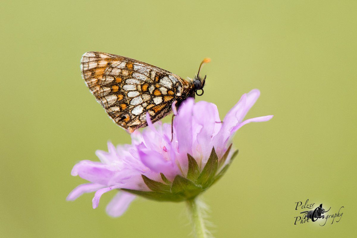Ehrenpreis-Scheckenfalter (Melitaea aurelia)