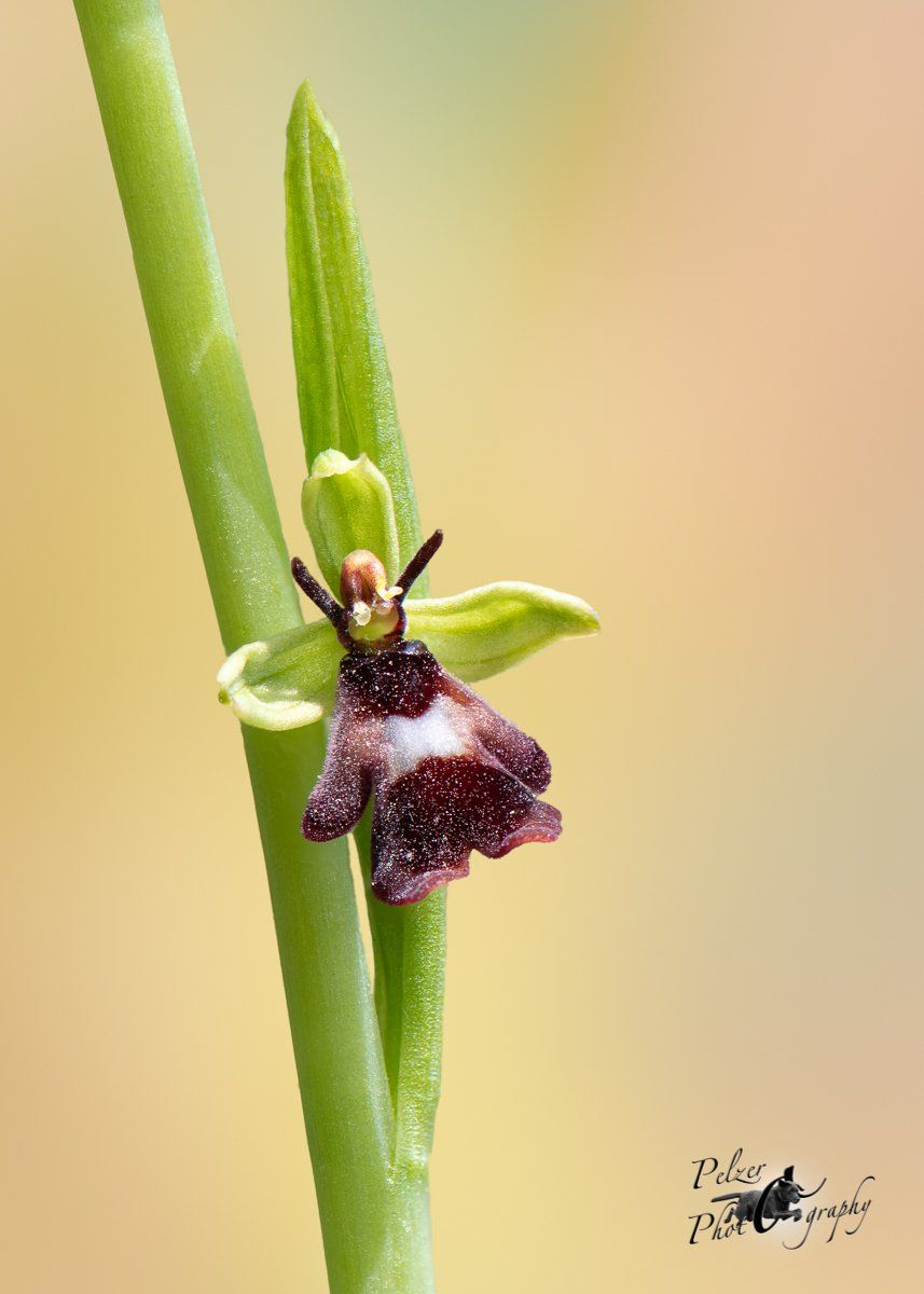 Fliegen-Ragwurz (Ophrys insectifera)