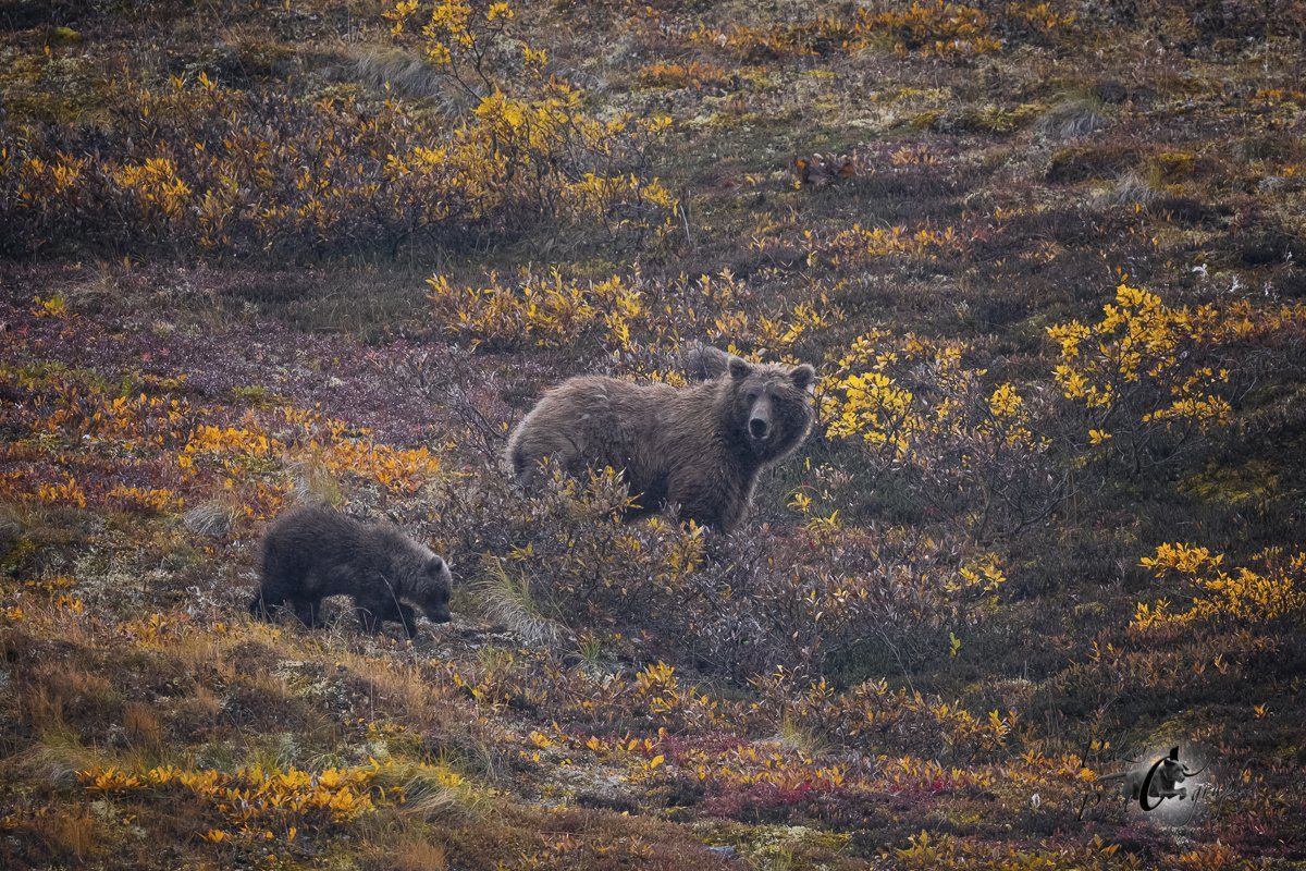 Grizzlybären (Ursus arctos horribilis)