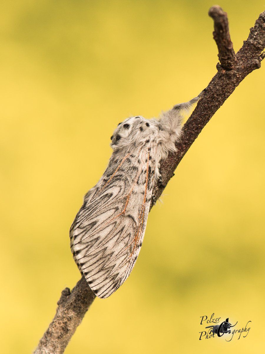 Großer Gabelschwanz (Cerura vinula)