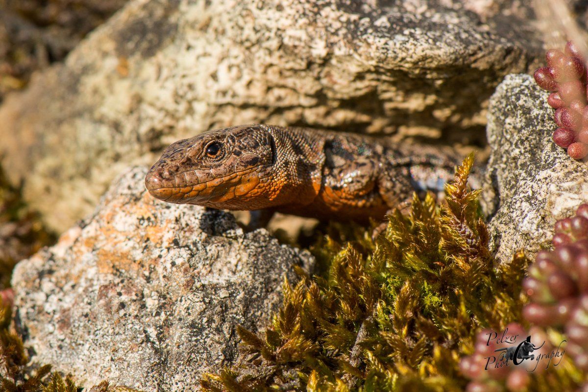 Mauereidechse (Podarcis muralis)