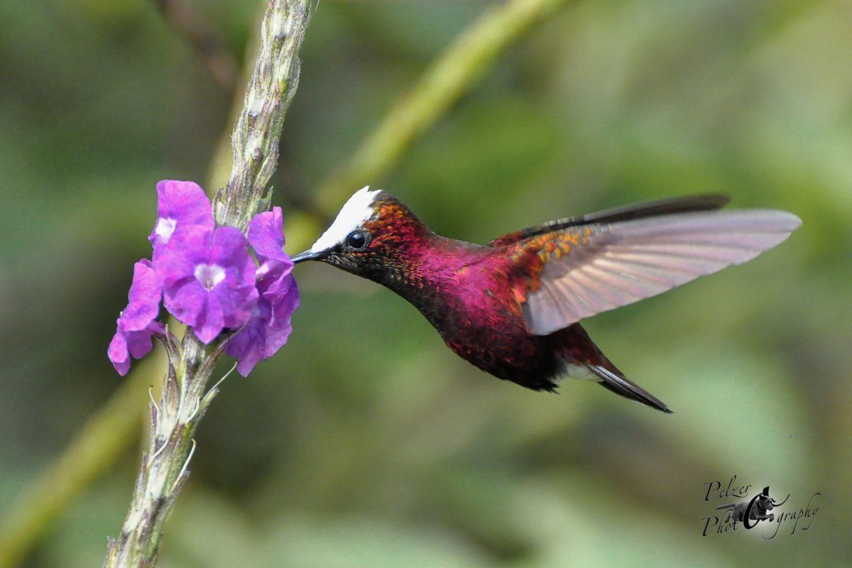 Schneekappenkolibri (Microchera albocoronata)
