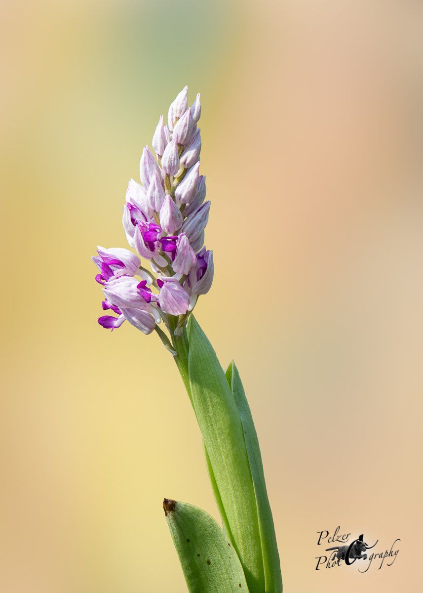 Helm-Knabenkraut (Orchis militaris)