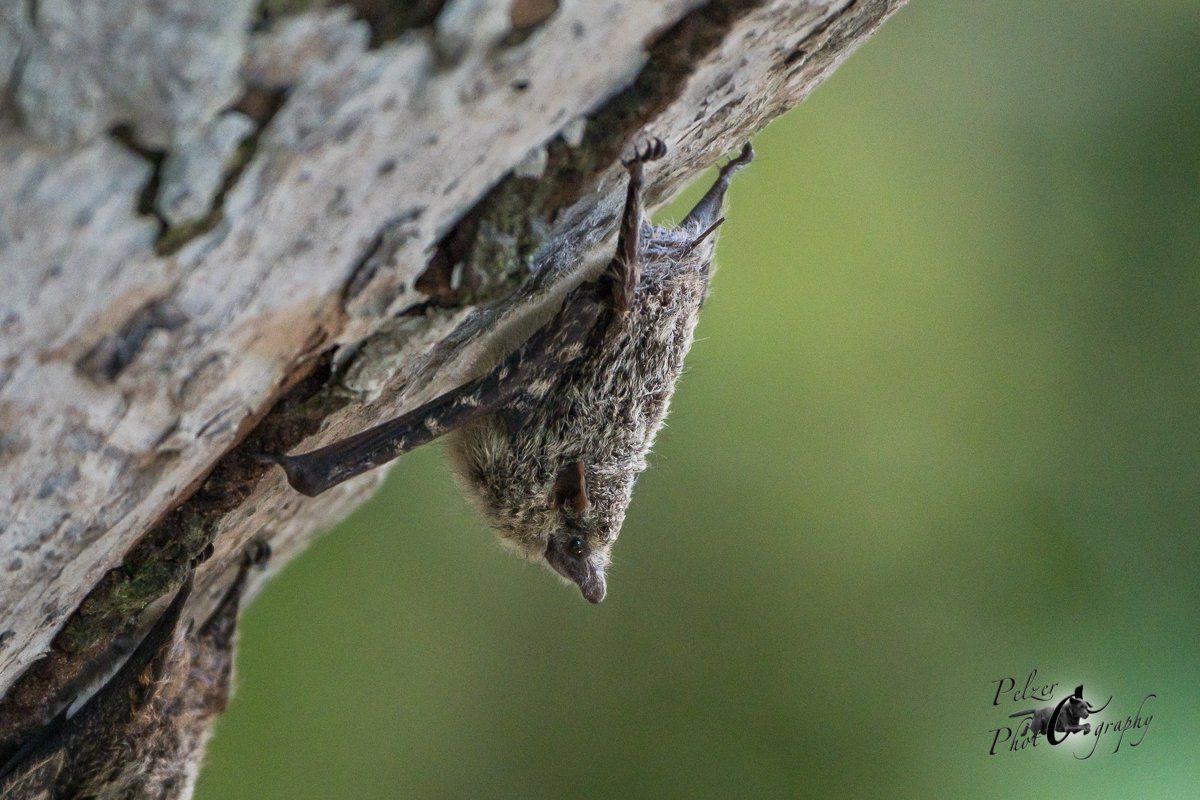 Nasenfledermaus (Rhynchonycteris naso)