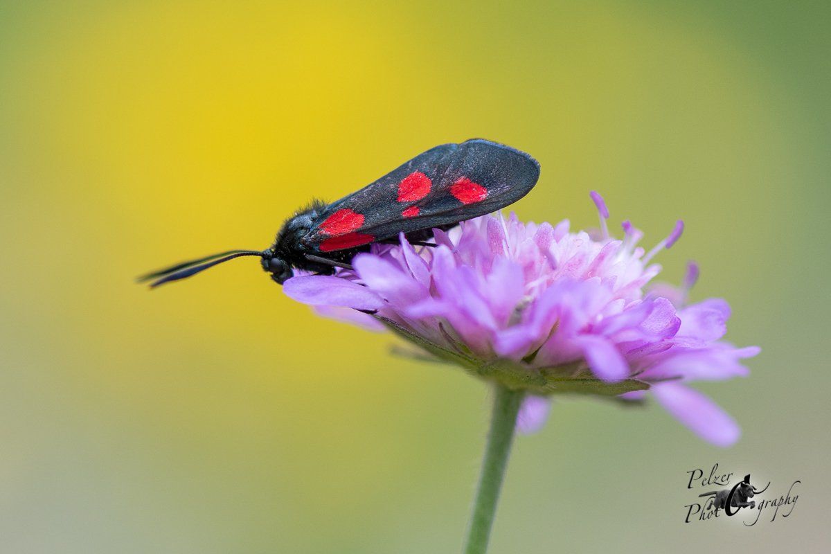 Rotklee-Widderchen (Zygaena lonicerae)