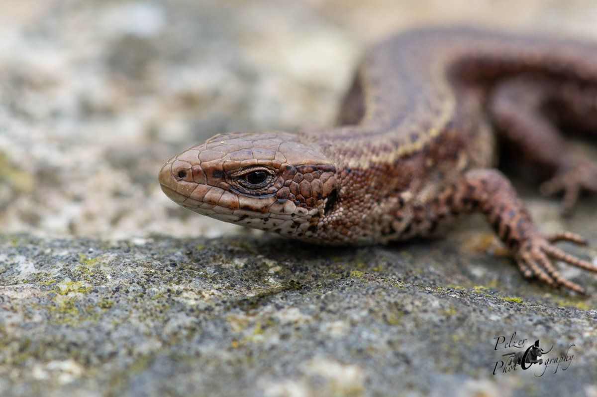 Waldeidechse (Zootoca vivipara)