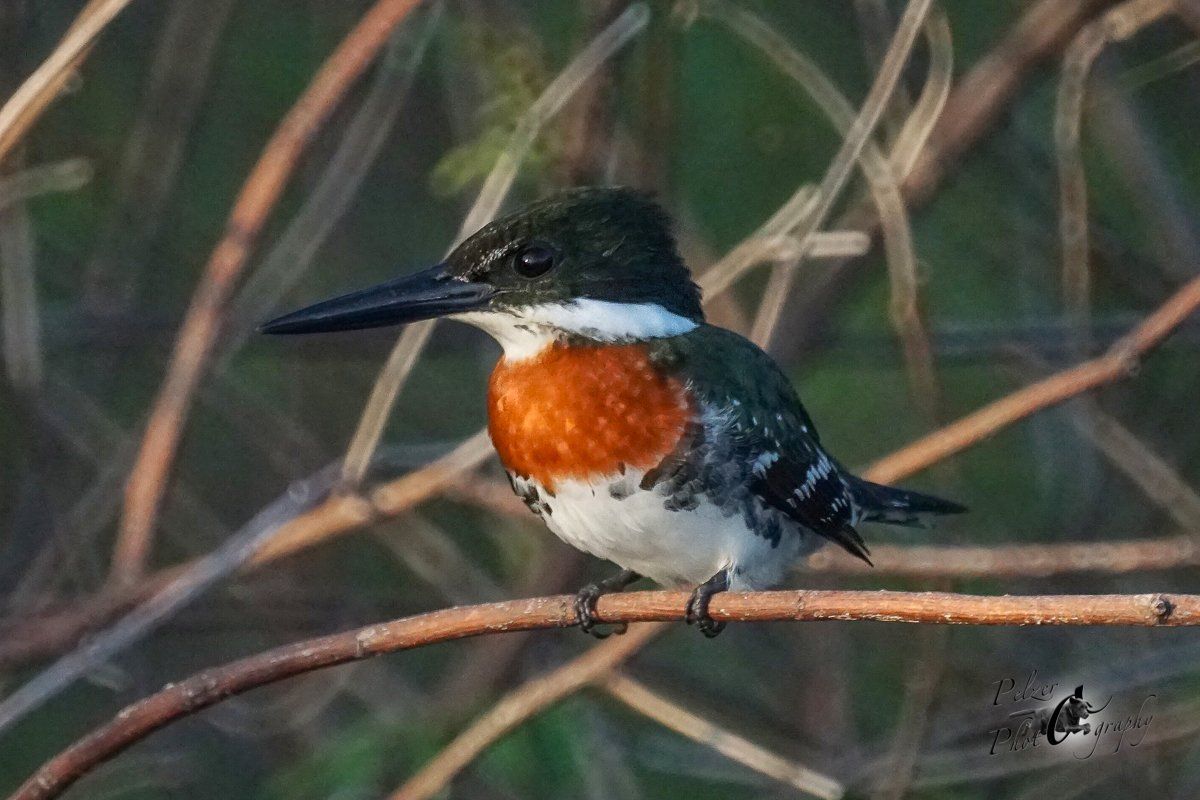 Grünfischer (Chloroceryle americana)