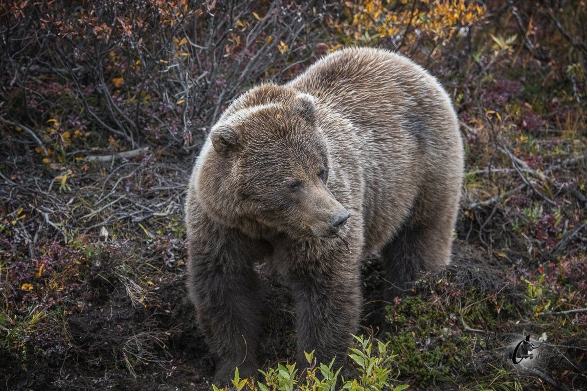 Grizzlybär (Ursus arctos horribilis)