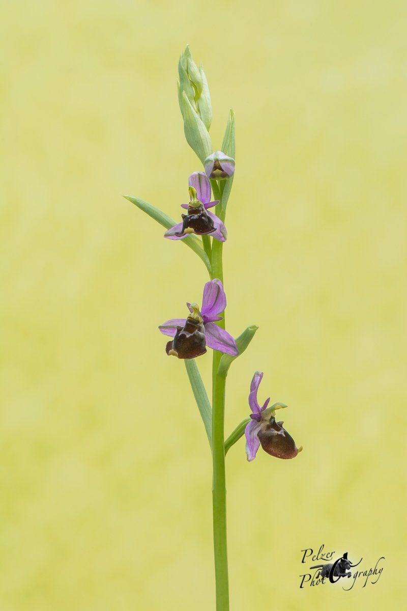 Hummel-Ragwurz (Ophrys holoserica)