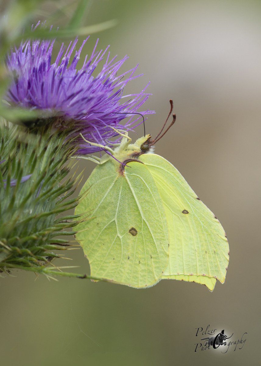 Zitronenfalter (Gonepteryx rhamni)
