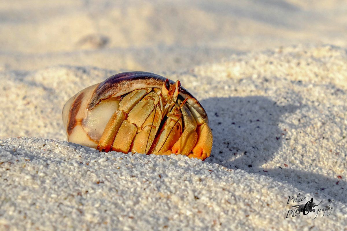 49 Ecuadorianischer Einsiedlerkrebs (Coenobita compressus)