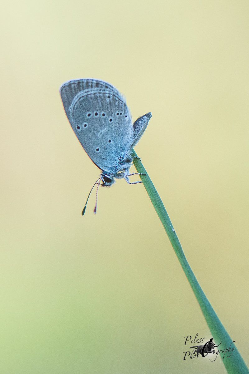 Zwergbläuling (Cupido minimus)