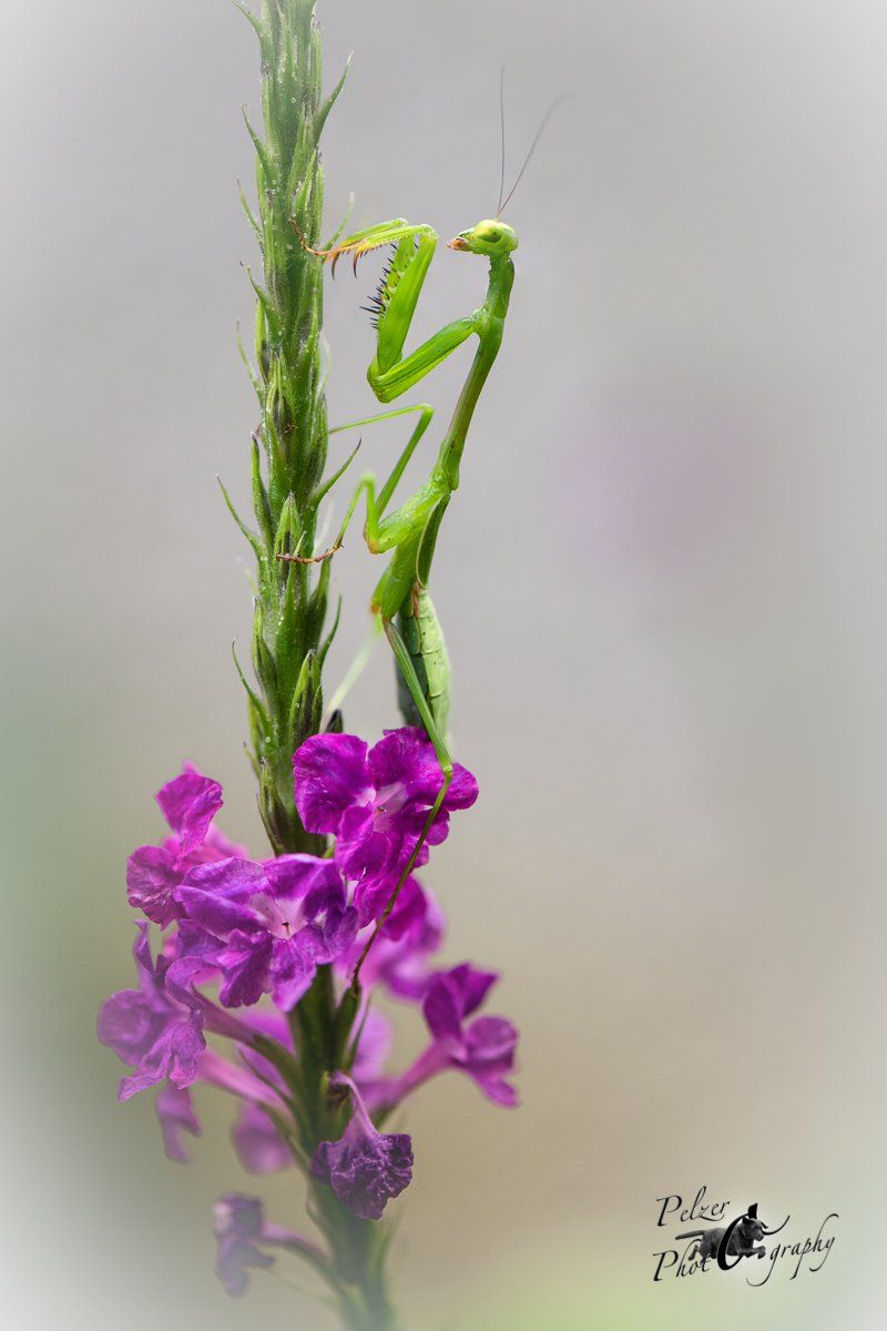 Carolina Mantis (Stagmomantis carolina)