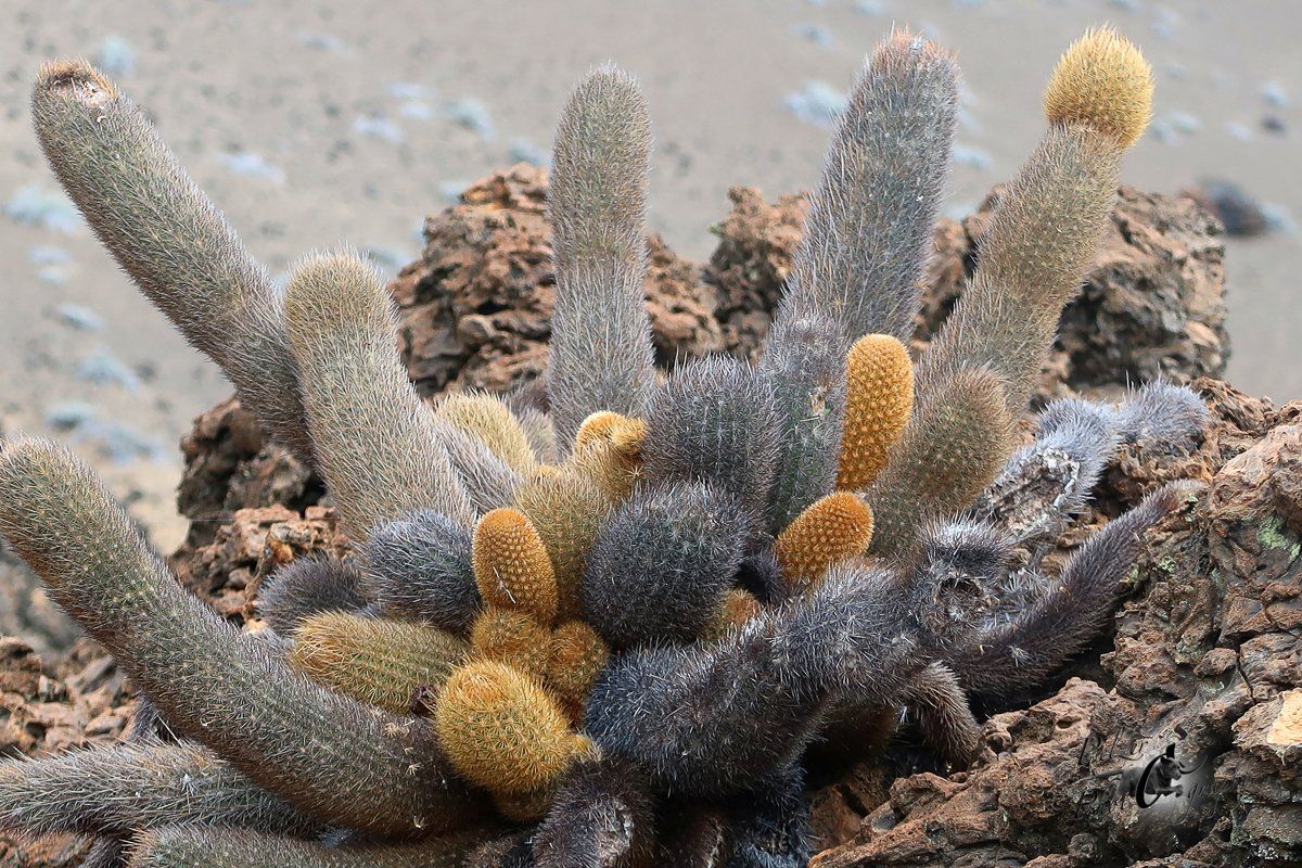 Lava-Kaktus (Brachycereus nesioticus)